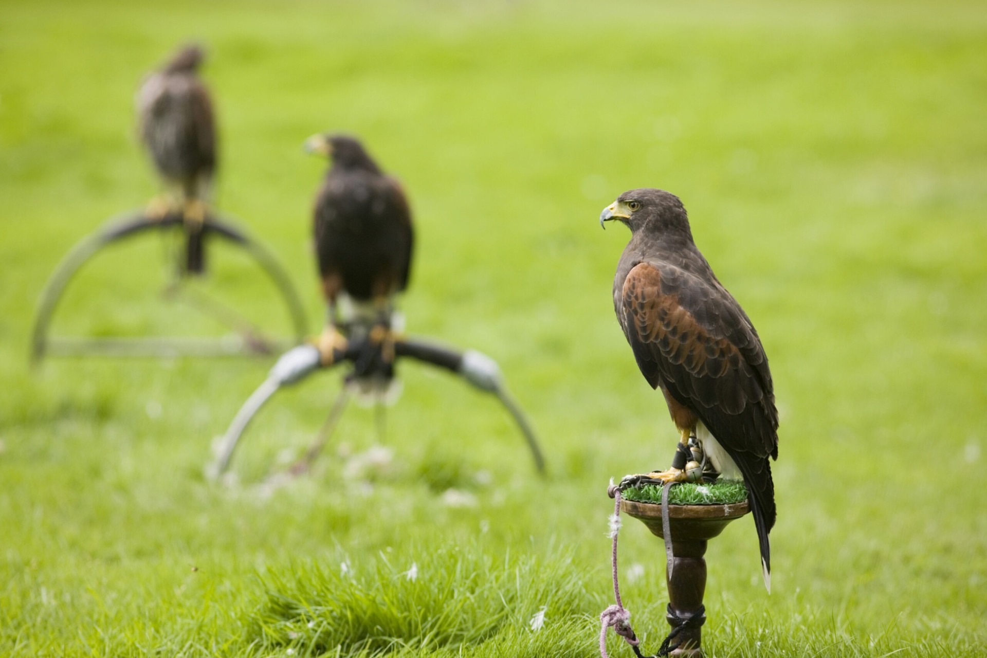 Falconry Experience Three Harris's hawks perched on falconry blocks on a bright green lawn during a hands-on falconry experience